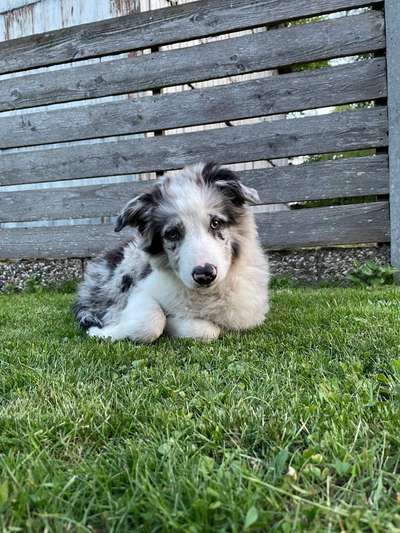 Welpen Bilder !-Beitrag-Bild