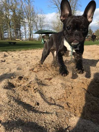 Welpen Bilder !-Beitrag-Bild