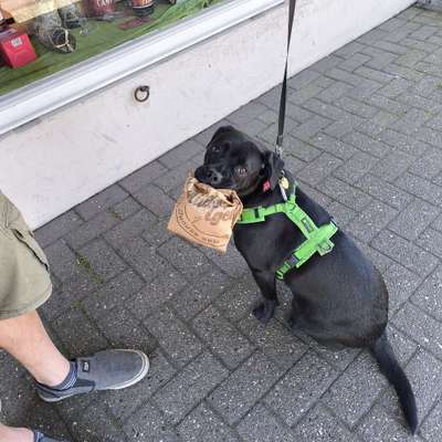 Hundetreffen-Spiel Freunde-Profilbild