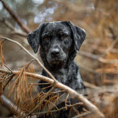 Hundetreffen-Treffen mit Phoebe-Profilbild