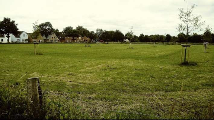 Hundeauslaufgebiet-Brunsbüttel-Bild