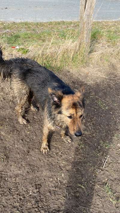 dirty Dog-Beitrag-Bild