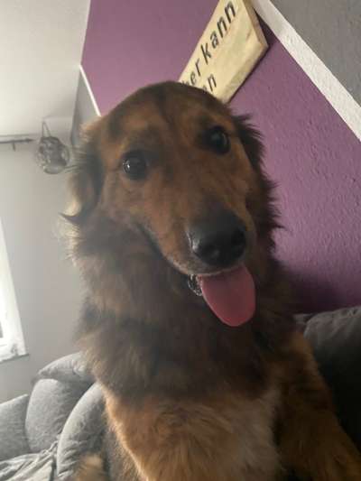 Die Dogorama-Wochen-Challenge "Die schönste Grimasse"-Beitrag-Bild