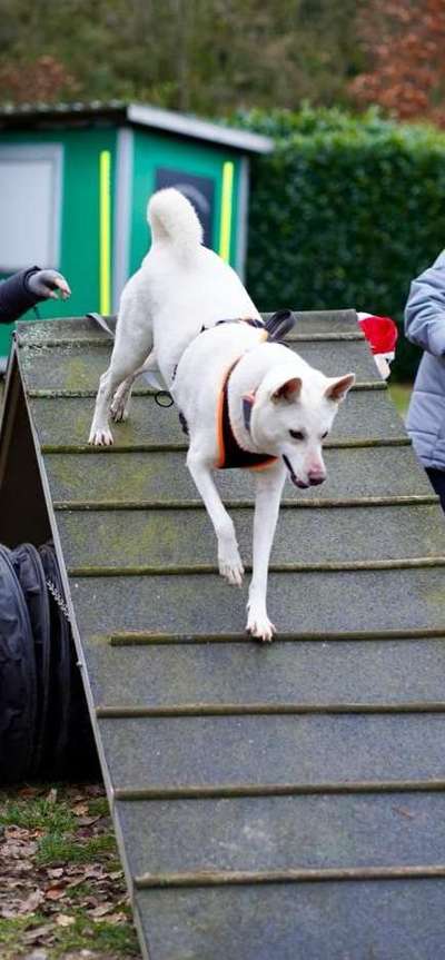 Unsere Fellnasen-Vielfalt im Überblick!-Beitrag-Bild