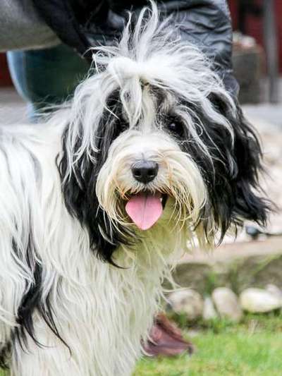 Hundetreffen-Tibet-Terrier als Spielfreude gesucht-Bild