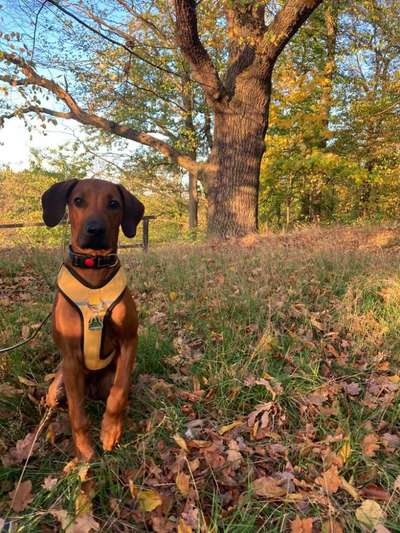 Herbst Bilder-Beitrag-Bild