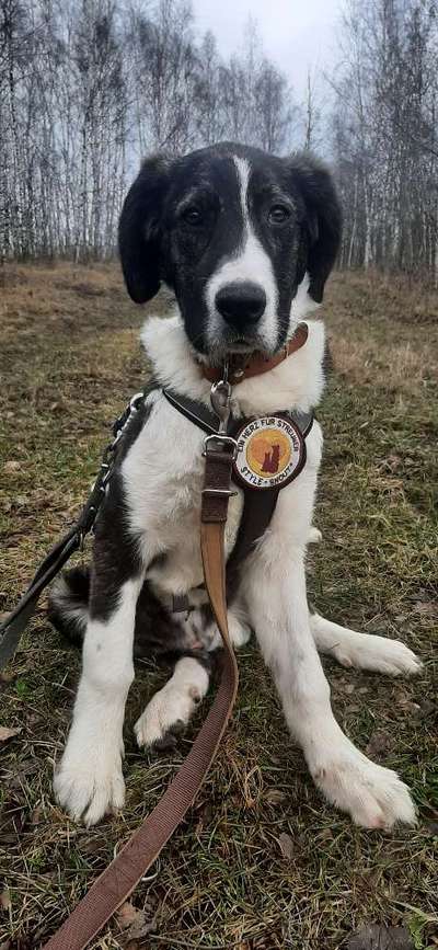 TierschutzhundeStammtisch🐕-Beitrag-Bild