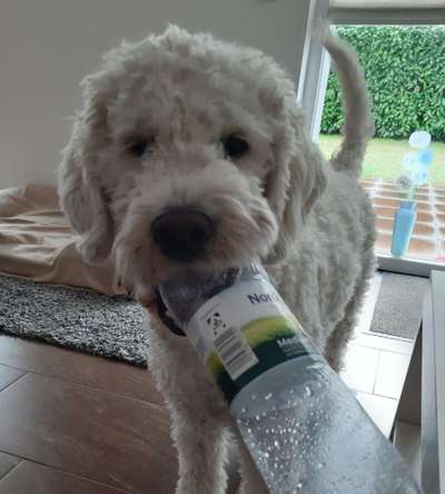 Goldendoodle-Beitrag-Bild