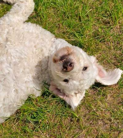 Fotosammlung: ,,Der natürliche Hund" Unbearbeitet, ungestellt und in Natura-Beitrag-Bild