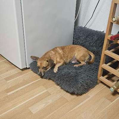 Welche Rasse ist mein Hund? (Mischling)-Beitrag-Bild