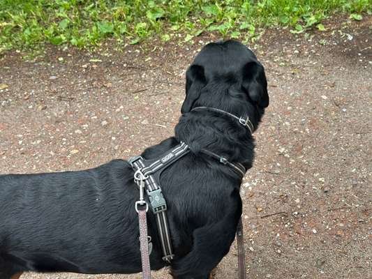 Wie sitzt mein Geschirr?-Beitrag-Bild