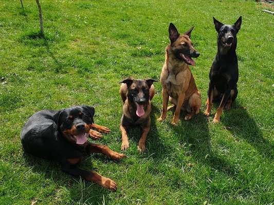 Bester Freund, Hundekumpel - zeigt her!-Beitrag-Bild