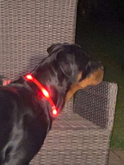 Beleuchtung beim Gassigang-Beitrag-Bild