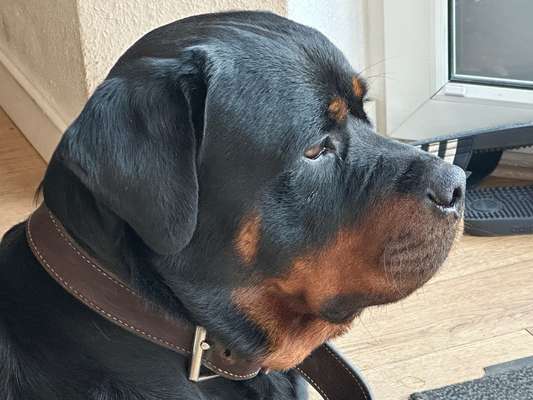 Hunde Porträt (Portrait) Galerie....-Beitrag-Bild