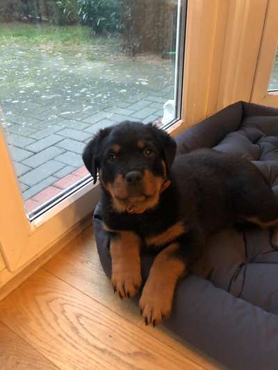 Welpenfotos-Beitrag-Bild