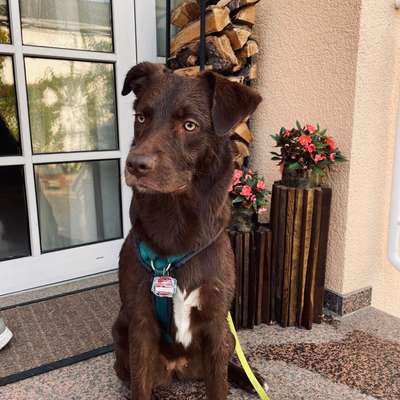 Hundetreffen-Gassirunde-Bild