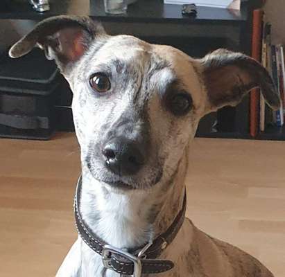 Whippet-Beitrag-Bild