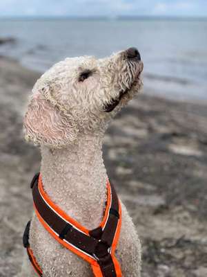 Warum liebst du deinen Hund?-Beitrag-Bild