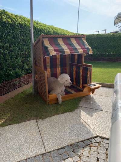 Warum liebst du deinen Hund?-Beitrag-Bild