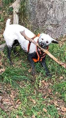 Warum liebst du deinen Hund?-Beitrag-Bild