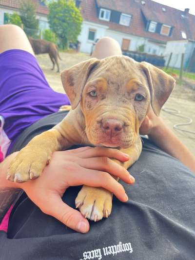 Hundetreffen-Athena sucht noch Fell Freunde  in ihren Umfeld Salzgitter-Bild
