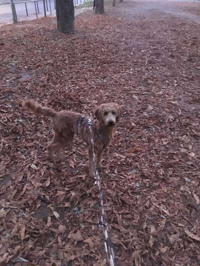 Dogorama Photo Challenge - Tarnung ist alles-Beitrag-Bild