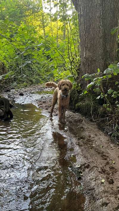 Dogorama Photo Challenge - Schattiges Plätzchen-Beitrag-Bild