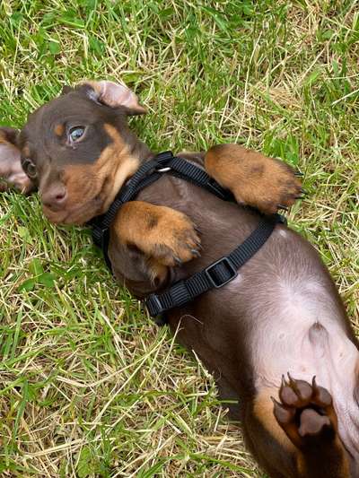 Hundetreffen-Welpentreffen im Schlossgarten oder Rosensteinpark-Bild