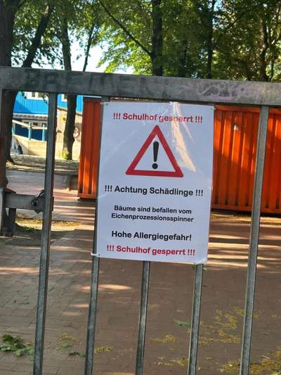 Giftköder-Eichenprozessionsspinner-Bild