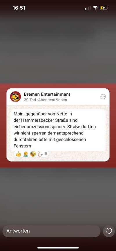 Giftköder-Eichenprozessionsspinner-Bild
