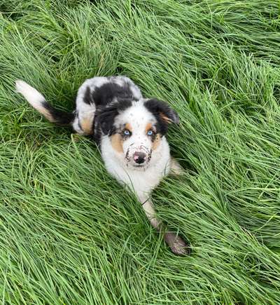 Hundetreffen-Zusammen spielen und spazieren-Bild