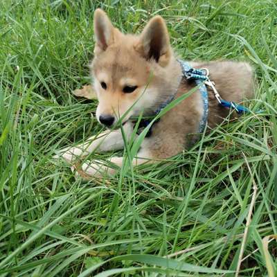Hundetreffen-Gassi & Spielrunde für lebhaften Welpen gesucht!-Bild