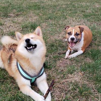 Hundetreffen-Neue Spielgefährten für lebhaften Junghund gesucht!-Bild