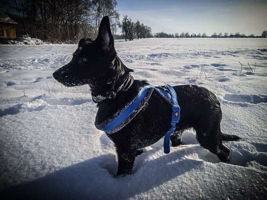 Zeigt die schönsten Schneebilder von eurer Fellnase ❄️-Beitrag-Bild