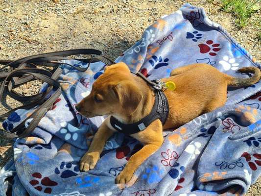 Foto-Challange No.1 - Alles aber nicht die Kamera-Beitrag-Bild