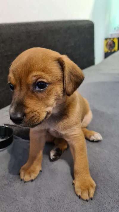 Das erste Bild eures Hundes-Beitrag-Bild