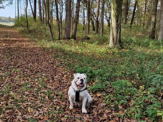 Hundetreffen-OEB sucht Kumpel für noch mehr Blödsinn-Bild