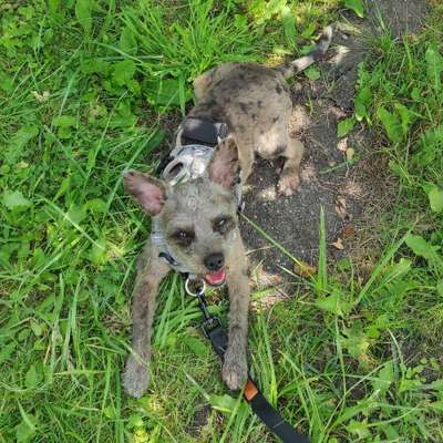 Hundetreffen-Spielfreude gesucht!-Bild