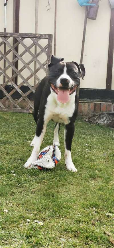 Hundetreffen-Freunde zum Spielen und Toben gesucht-Bild