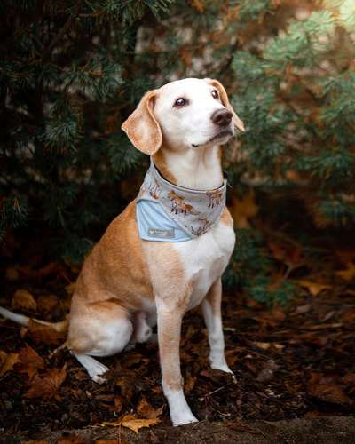 Podencomischling oder Podenco-Beitrag-Bild