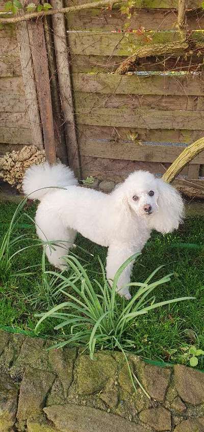 Alles rund um den Pudel-Beitrag-Bild