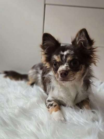 Hundetreffen-Spielpartner/Gassiparter für Chihuahua Rüden gesucht-Bild