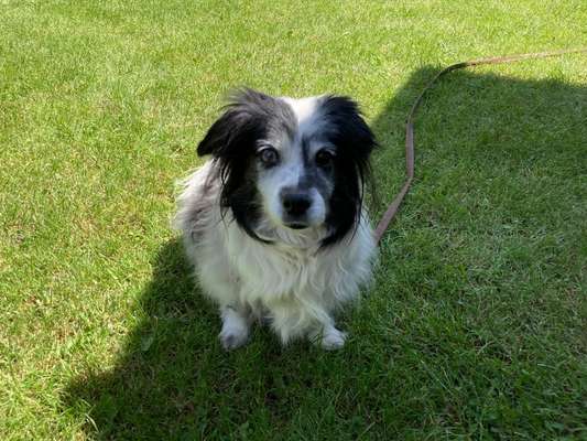 Auslandstierschutz-Beitrag-Bild