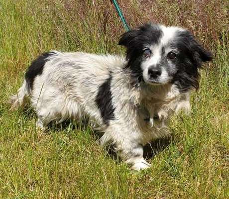 Wo habt ihr eure Hunde her ?-Beitrag-Bild