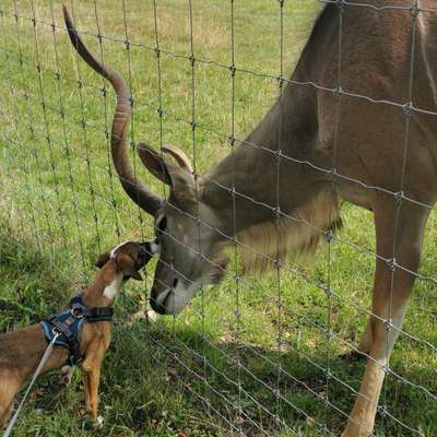 Hundetreffen-Verspielte Vierbeiner 😊-Bild