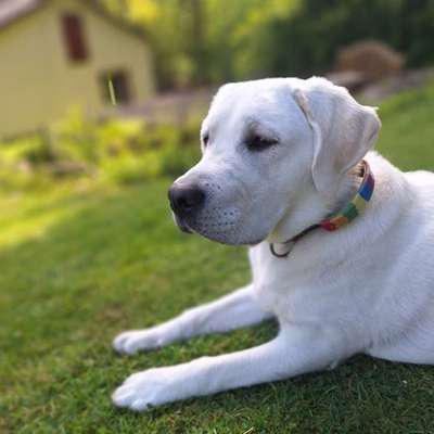 Hundetreffen-Spiel- &Trainingsbuddies gesucht-Bild