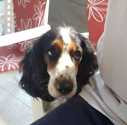 Englisch Cocker Spaniel-Beitrag-Bild