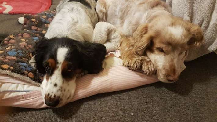 Englisch Cocker Spaniel-Beitrag-Bild