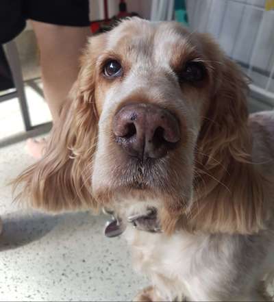 Englisch Cocker Spaniel-Beitrag-Bild