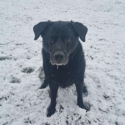 Hundetreffen-Spaziergang mit Erwachsenen Hunden die Rüden akzeptieren.